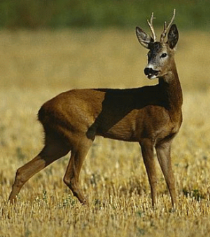 Cåpriorul (Capreolus capreolus)/Rådjuret/The European Roe Deer