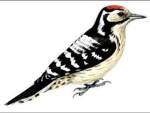Ciocănitoarea (Dendrocopos minor)/Mindre hackspett/Woodpecker